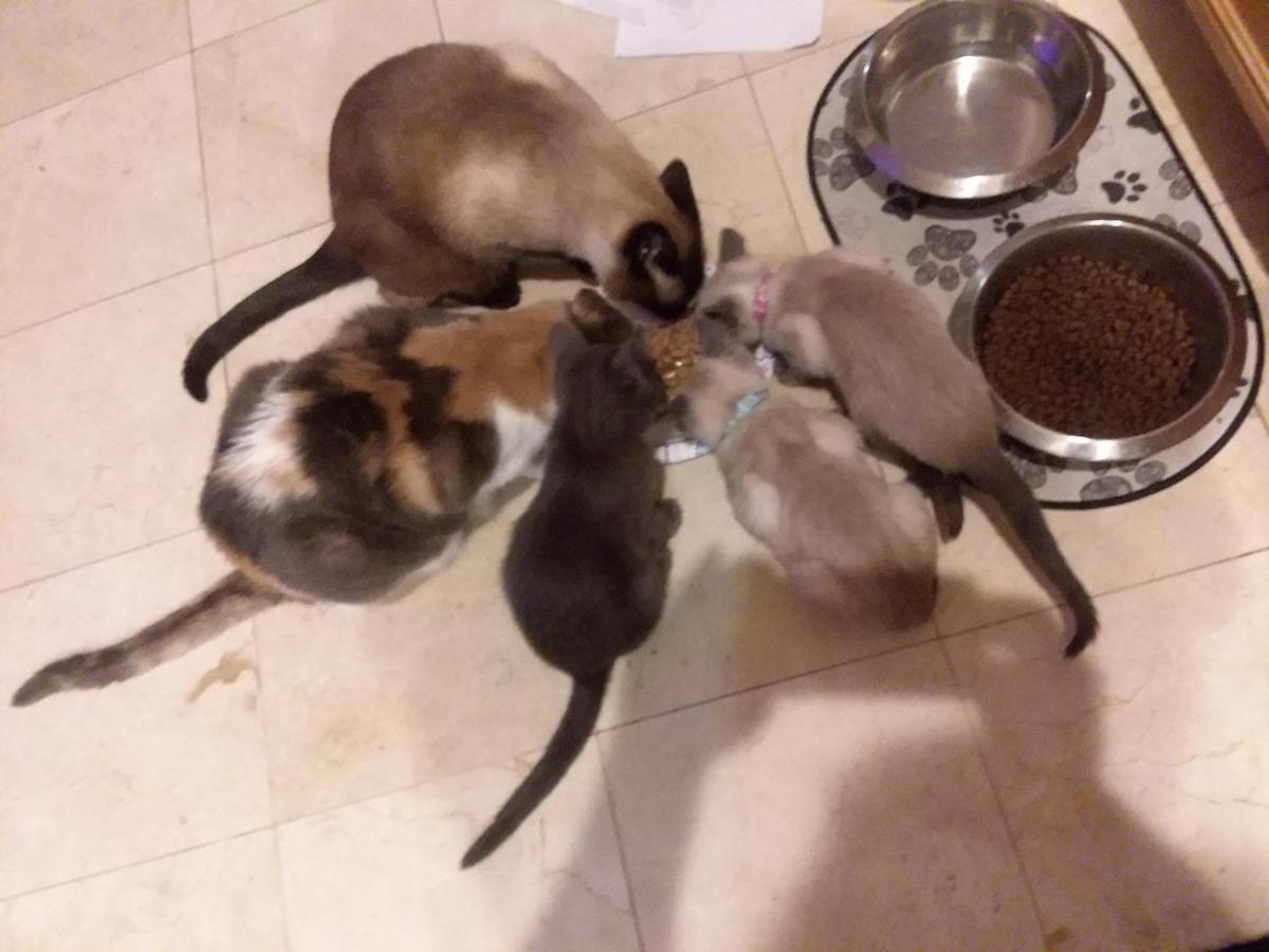 Catmosphere ลาสเวกัส ภายนอก รูปภาพ