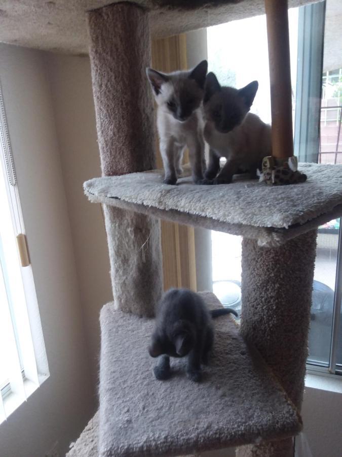 Catmosphere ลาสเวกัส ภายนอก รูปภาพ